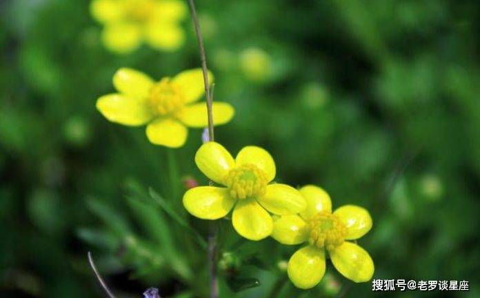 草木逢春打一准确生肖全面释义、详细解答解释落实