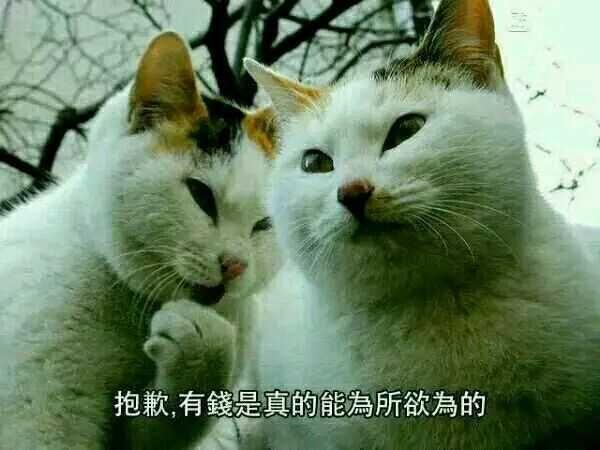欲钱买心地善良的动物是什么生肖，全面释义、构建解答解释落实