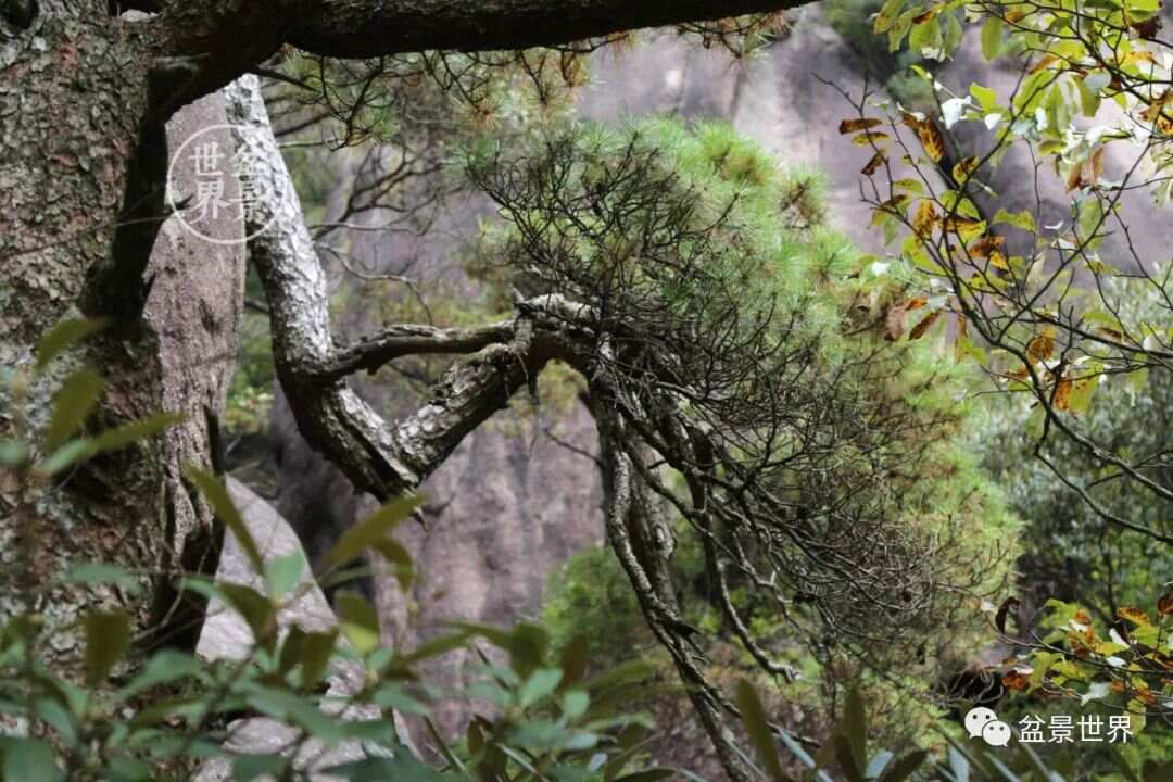 览清净常行允迪，横云岭外千重树打一正确生肖的警惕虚假宣传-构建解答解释落实